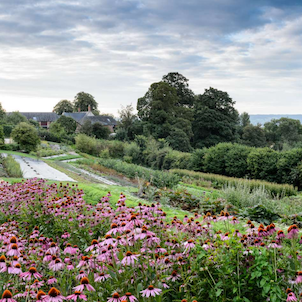 HotTea Mama herbal tea garden in UK, with chamomile flowers at the forefront and a dark cloudy sky